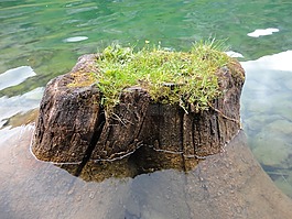 樹,樹樁,部落