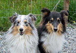 狗,设得兰群岛牧羊犬,女性蓝梅尔