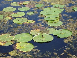 水百合,葉子,池
