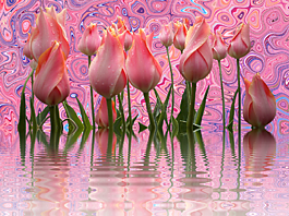 郁金香,花,鮮花