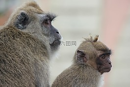 猴子,肖像,性质