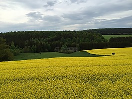 dankerode,树脂,油菜花盛开