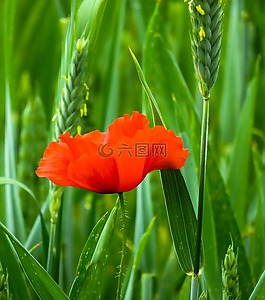 罌粟,花,開(kāi)花