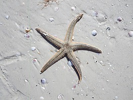 海星,海洋,海