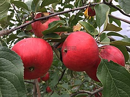 蘋(píng)果,紅色,蘋(píng)果樹(shù)