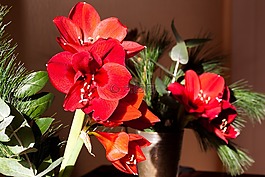 阿馬麗利斯,紅色,開(kāi)花