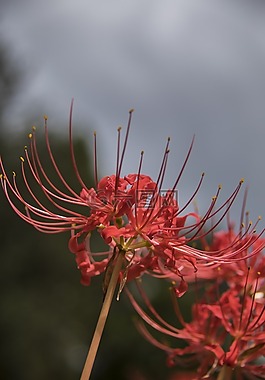 蜘蛛莉莉,花,盛開