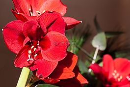 阿馬麗利斯,紅色,開(kāi)花