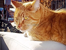 虎斑猫,猫,橙色