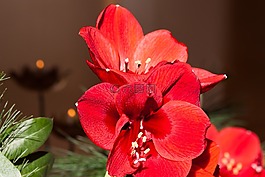 阿馬麗利斯,紅色,開(kāi)花