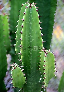 仙人掌,集裝箱,鮮花