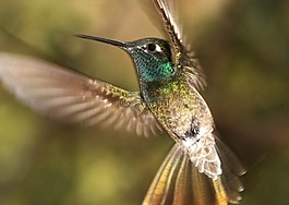 蜂鳥,飛行,肖像