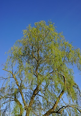 樹(shù),牧場(chǎng),大