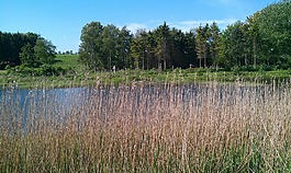 春天,沼泽地区,kværkeby