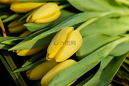 郁金香,鮮花,開花