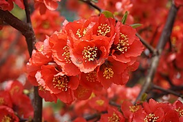 人树,著名的花卉,花树