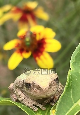 青蛙,蟾蜍,花