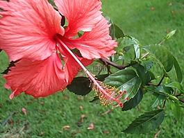 花卉,夏威夷,havai
