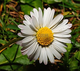 雛菊,花,開(kāi)花