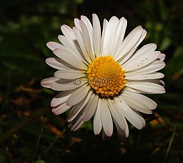 雛菊,花,開花