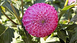 大麗花,花卉,丁香花