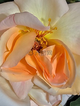 羅莎,雌蕊,花