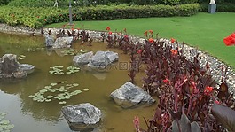 深圳,水百合,金魚