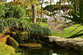 花園,自然,花