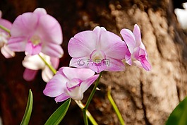 蘭花,花,野生