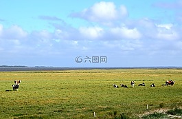 丹麦,nissum峡湾,奶牛