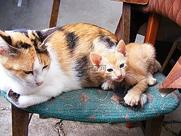 貓,動物,寵物