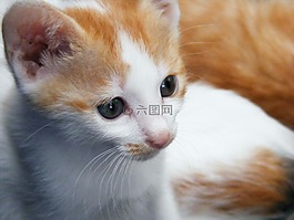 貓,小貓,動(dòng)物