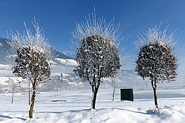 樹木,冬天,雪
