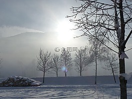 樹木,冬天,背光
