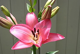 百合花,鮮花,園藝