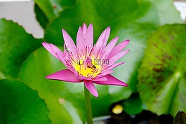 蓮花,開花,水生植物