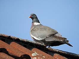 鴿子,屋頂,鳥(niǎo)