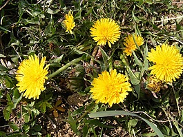 自然,鮮花,花園