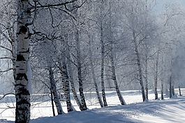 树木,成熟,雪