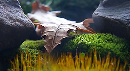 性質(zhì),植物,干
