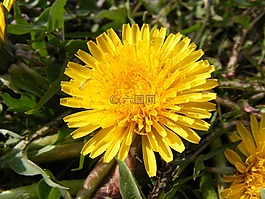 自然,鮮花,花園