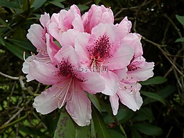 杜鹃,鲜花,粉红色