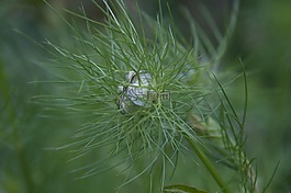 在绿色的处女,花,fruchtkapsel