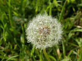 蒲公英,花,草地