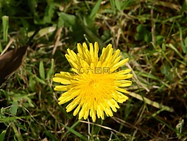 蒲公英,花,開花