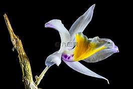 蘭花,野生蘭花,開花