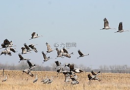 沙丘鶴,觀鳥(niǎo),鳥(niǎo)