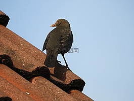 黑鳥,屋頂,鳥