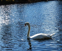 天鵝,湖,鳥