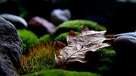 性質(zhì),植物,干